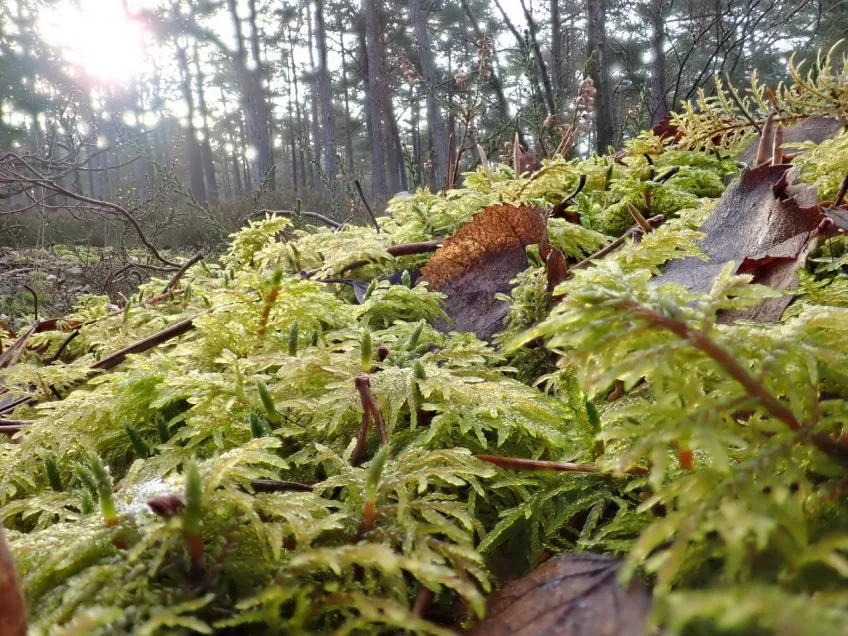 Mossa i skog. Foto.